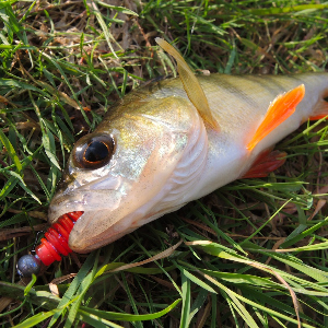 Обзор приманки Kosadaka Leech.