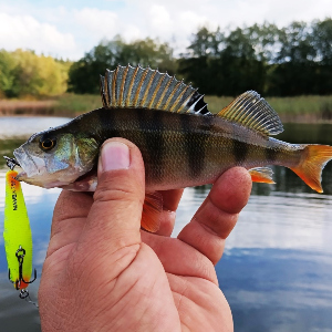 Обзор уокера TsuYoki MAMBA 75F.