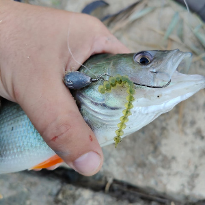 Червь плоский сегментный обыкновенный рыболовный. Обзор Keitech Custom Leech.