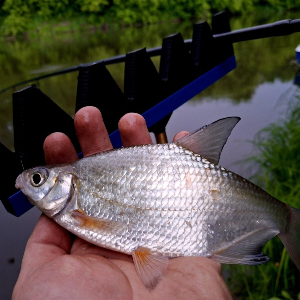Удобно, компактно, полезно. Обзор держателя для удилища Kosadaka FL-1169