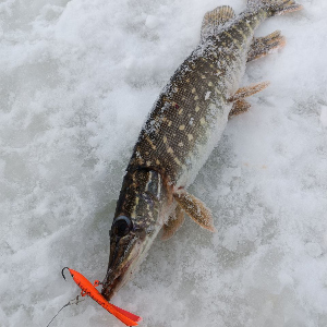 Обзор балансира Strike Pro Micro Ice 47. Классика, как она есть.