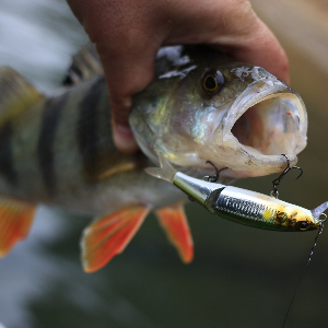 Обзор Jackall Tiny Magallon