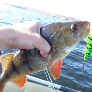 Фавориты. Первый мой TsuYoki. Обзор TsuYoki Снаnсе 115 SP.