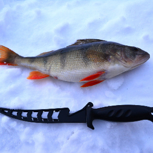 Обзор филейного ножа Kosadaka N-F501.