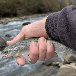 Обзор Kosadaka Marvel 183UL — рабочая лошадка для ультралайта