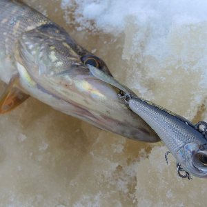 Обзор Strike Pro Batfish 50.