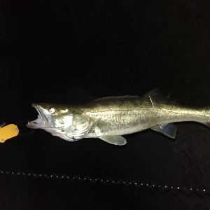 Захват челюстной (липгрип) Kosadaka FT-X33S. Обзор