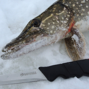 Обзор филейного ножа Kosadaka N-FN16.