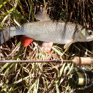 Обзор Kosadaka T-Minnow XS 55SP: маленький воблер с большими возможностями!