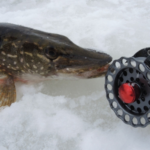 Обзор катушки Kosadaka Stalker MX.