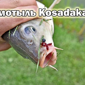 Мормышечный король - мотыль Kosadaka