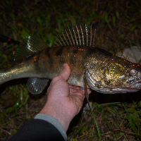 Осенняя активизация рыбы или ловля ночного судака на джиг