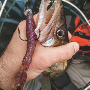 Самая последняя рыбалка 2019: судак на джиг