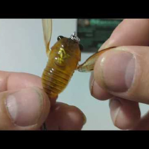 Видеообзор воблера Savage Gear 3D Cicada по заказу Fmagazin