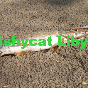 Видеообзор воблеров Fishycat Libyca 90SP и 75SP по заказу Fmagazin.